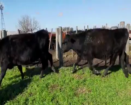 Lote 36 Vaquillonas PREÑADAS en Tapalqué, Buenos Aires