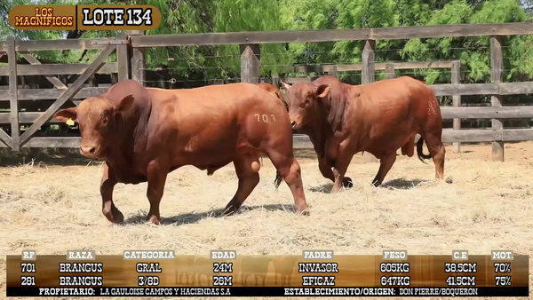 Lote LOTE 134