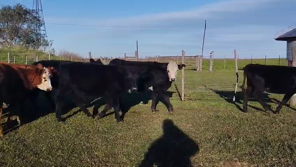 Lote 76 Machos y Hembras