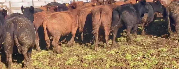 Lote 47 Vaquilla Engorda en X Región Los Lagos, Frutillar