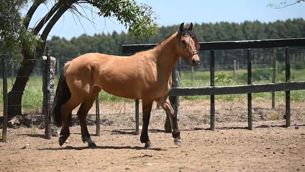 Lote EL  GAVILÁN  PANTERA  ROSA
