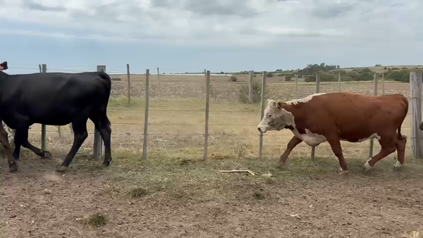 Lote VAQUILLONAS 1 a 2 AÑOS