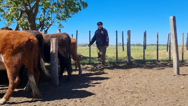 Lote NOVILLOS 1-2 AÑOS