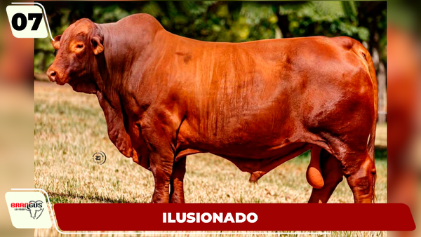 Lote LOTE 7