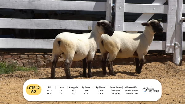 Lote Lote 12 - AO