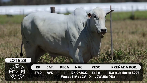 Lote LOTE 28