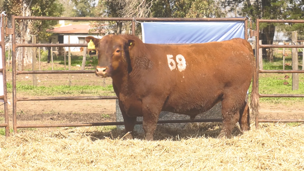Lote TOROS ANGUS COLORADOS PC