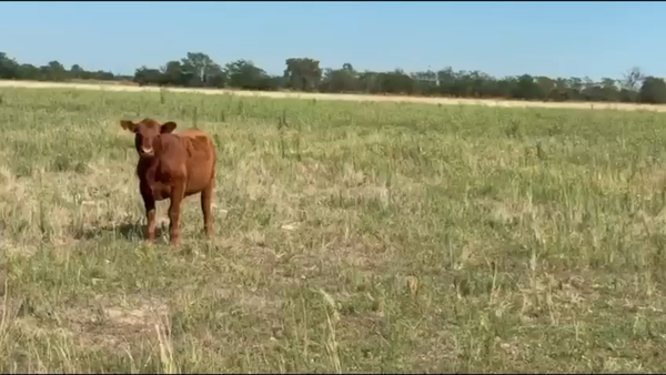 Lote 62 Terneros en América