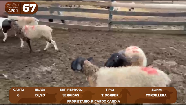 Lote LOTE 67 -POR PANTALLA