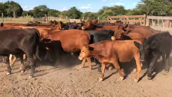 Lote 80 Terneros en Entre Ríos, Federal