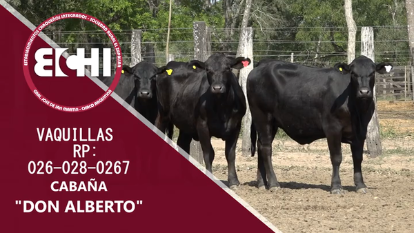 Lote VAQUILLAS PREÑADAS BRANGUS CABAÑA DON ALBERTO