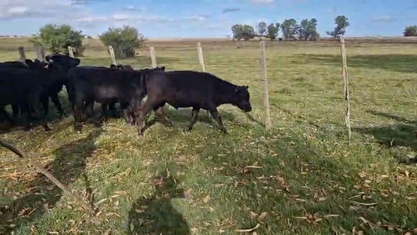 Lote 18 Terneros, San José