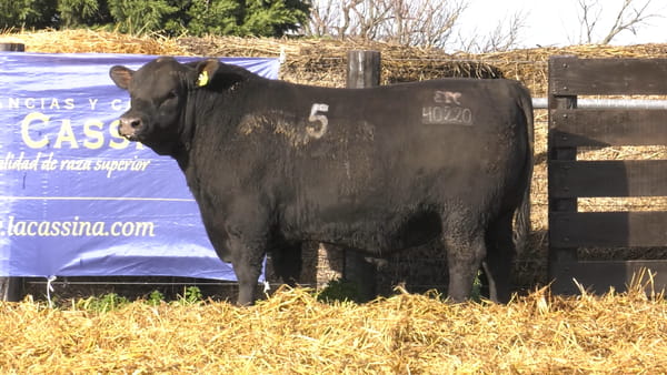 5 -  40220N — TOROS ANGUS PURO CONTROLADO
