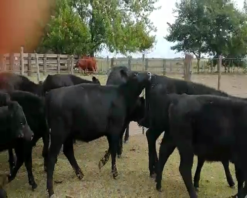 Lote 60 Terneras en Magdalena, Buenos Aires