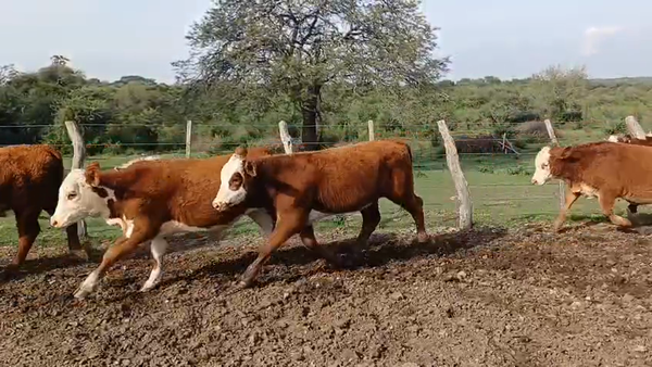 Lote 70 Terneros/as