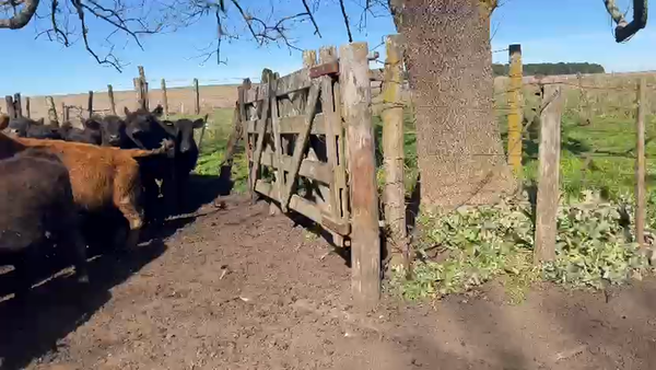 Lote 64 Terneros