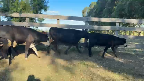 Lote NOVILLOS 1 a 2 AÑOS