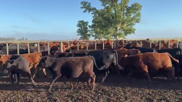 Lote 70 TERNS. MACHOS, PEHUAJO, PCIA. DE BS. AS.