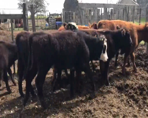Lote (Vendido)19 Terneras AA y Cruzas 135kg -  en Cañada Grande