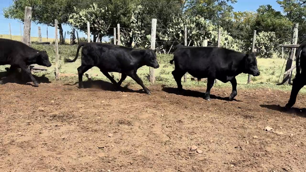 Lote TERNEROS