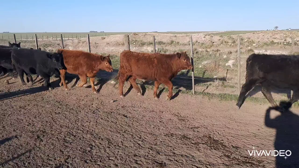 Lote 120 Terneras en Benito Juárez, Buenos Aires