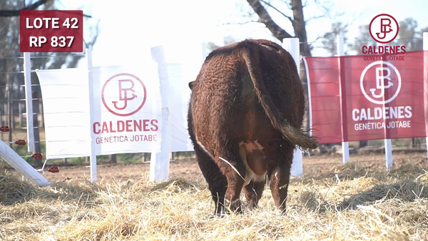 Lote Toro PR