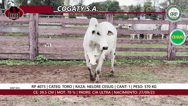 Lote TORO