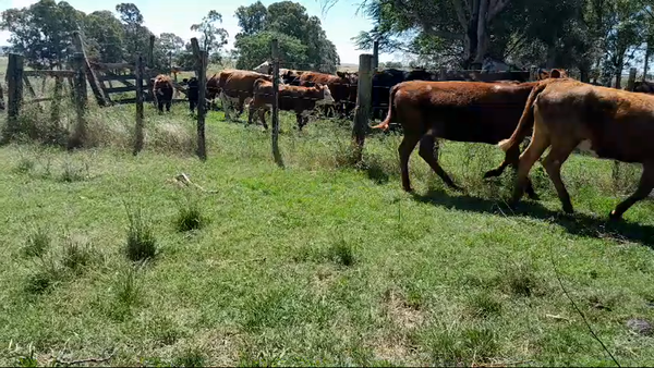 Lote 6 Vaquillonas 1 a 2 años 2 RA,  4 CRUZAS CARNICERAS 242kg -  en SARANDI DE YACUY, 30 KM DE B.BRUM, 10 KM DE RUTA 3