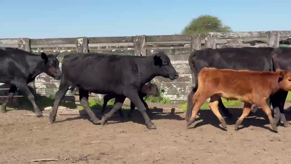 Lote 26 Vacas CUT con cría en Corrientes, Col. Libertad