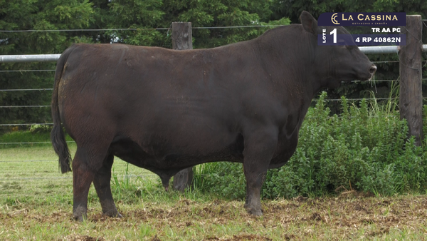 Lote TORO ANGUS PURO CONTROLADO