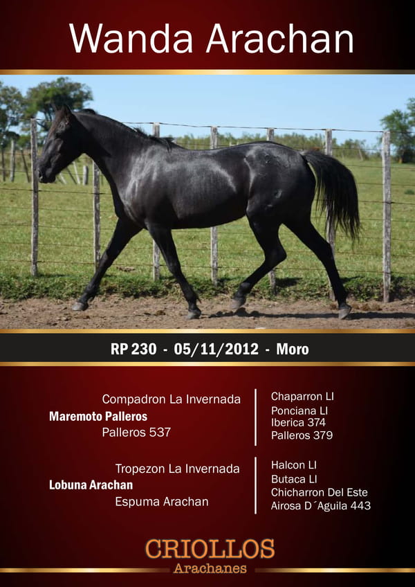 Lote Wanda Arachán - RP 230