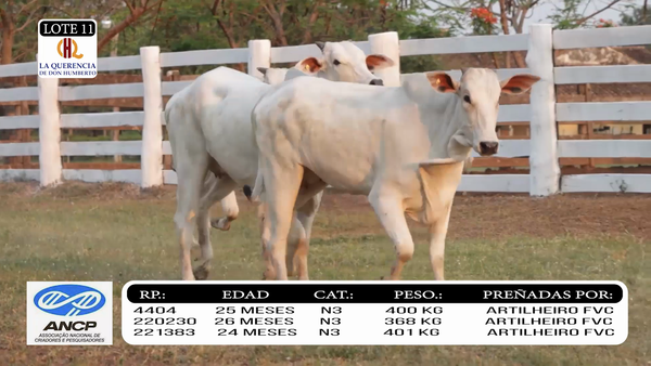 Lote LOTE 11