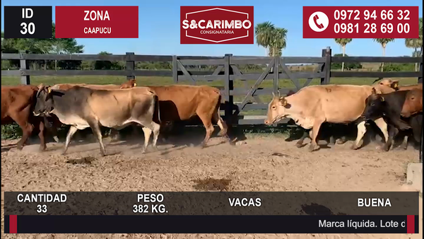 Lote Vacas