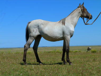 Lote Victoriosa Salpay