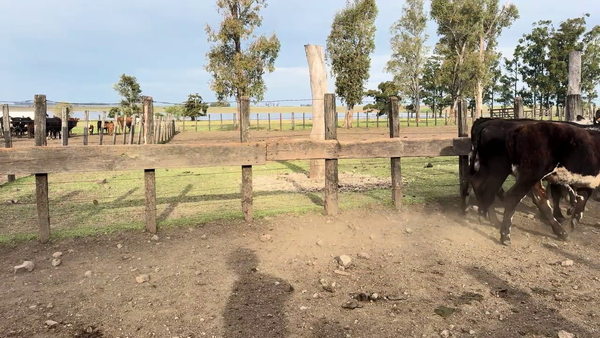 Lote VAQUILLONAS 1 A 2 AÑOS