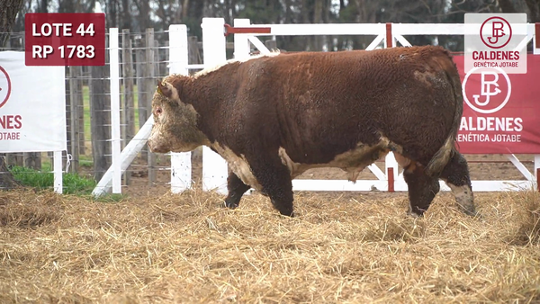 Lote Toro PR