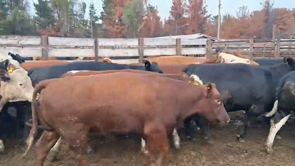 Lote 45 Vaquilla Gorda en Los Ángeles, VIII Región Biobío