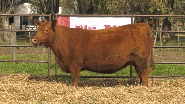 Lote VAQUILLONAS ANGUS  PP REPOSICIÓN LA LEGUA (SE VENDE EL 50%)