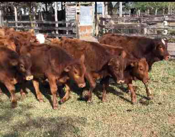 Lote 100 Terneros/as en Gran Guardia, Formosa