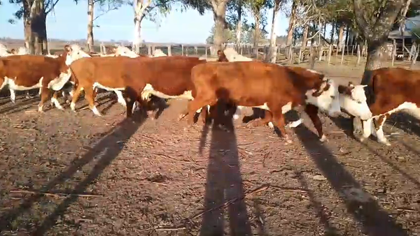 Lote 22 Vacas de invernar en Entre Ríos, Concordia