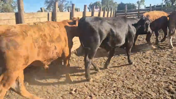 Lote 45 Novillo Gordo en Pelarco, VII  Región Maule