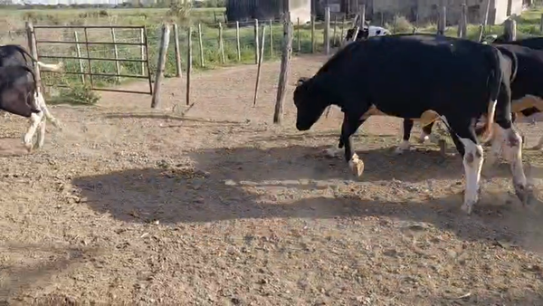 Lote 8 Novillitos Holando en Tacural, Santa Fe