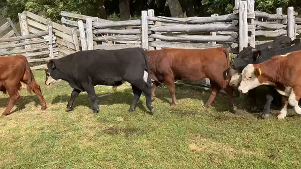 Lote 40 Ternero en Coyhaique, XI Región Aysén