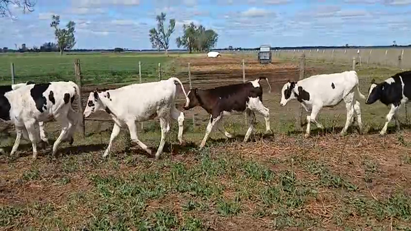 Lote 16 Terneros Holando en Lehmann, Santa Fe