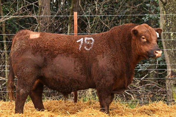 49704 — TOROS ANGUS PC