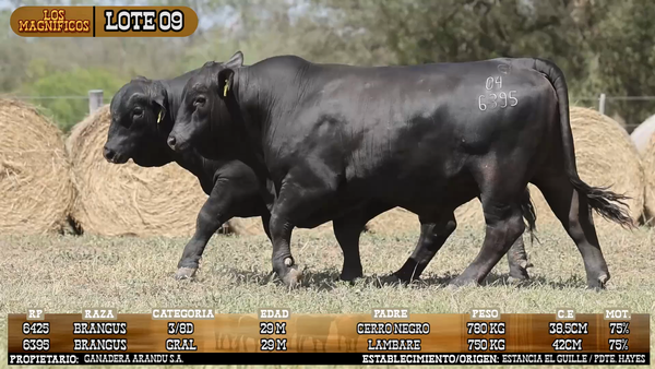 Lote LOTE 9 - VIVO