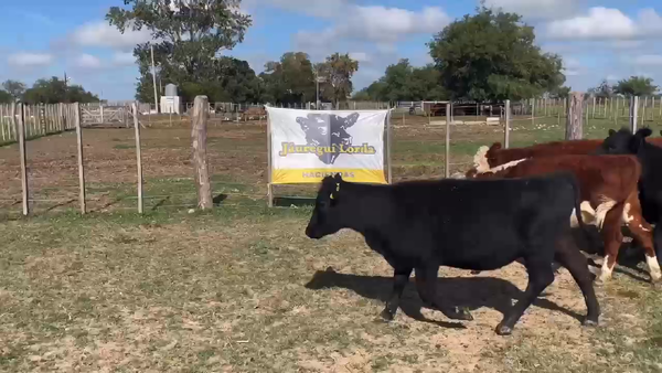 Lote 40 Terneras en Gral. Paz, Buenos Aires