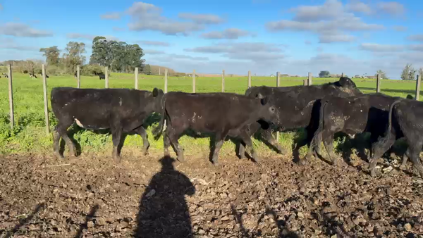 Lote NOVILLOS 1 a 2 AÑOS