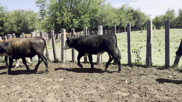  NOVILLOS 1 A 2 AÑOS