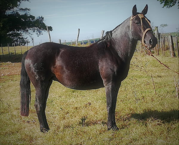 Lote 125 - Gaucha